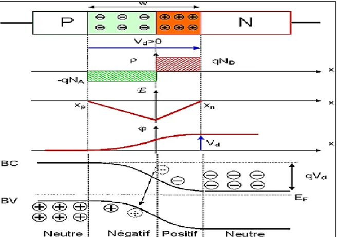 Figure II-13 : La polarisation dans la jonction PN. 