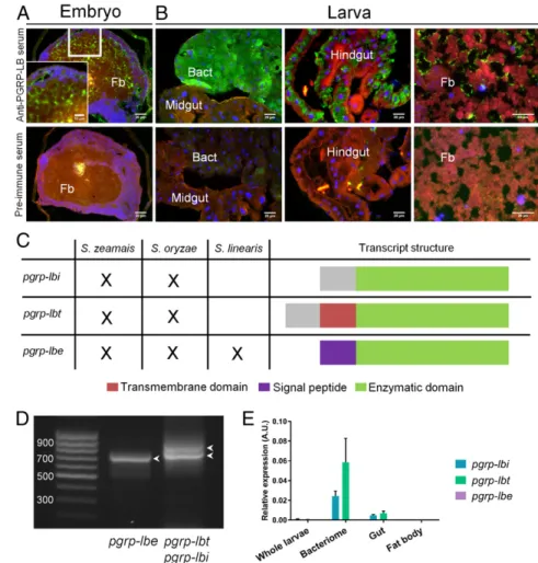 Fig. 3. S. zeamais pgrp-lb encodes two symbiosis related protein isoforms and one secreted isoform.