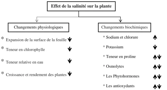 Figure I.2: Représentation schématique des effets de la salinité sur les plantes.  