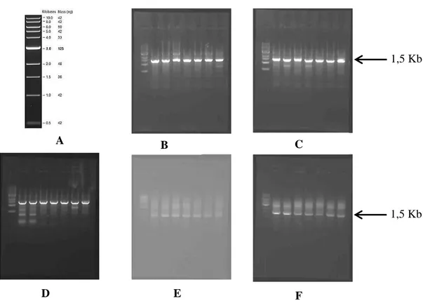 Figure III.8. Electrophorèse sur gel d’agarose des résultats de l’amplification du gène ARNr  16S de différents isolats