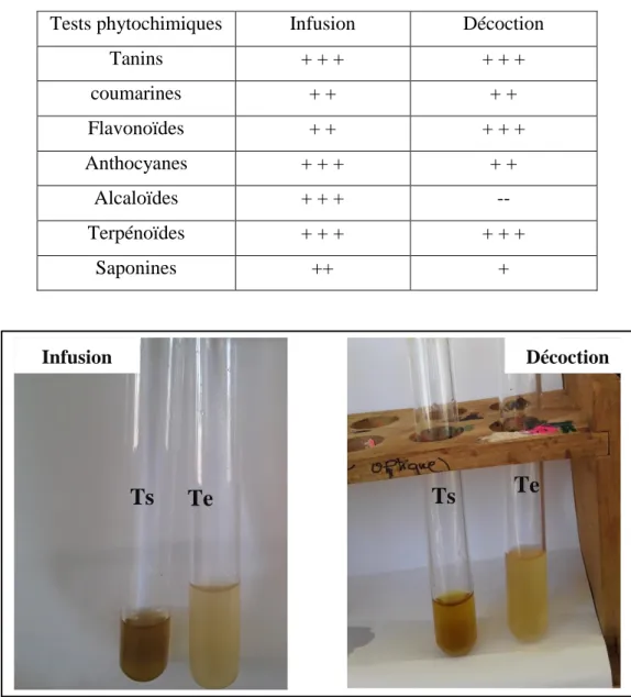 Figure 8. Mise en évidence des tanins au niveau des extraits aqueux  (Ts : test ; Te : témoin)