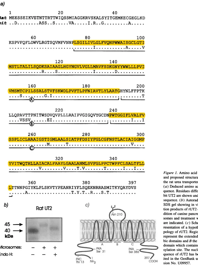 Figure 1. Amino acid sequence and proposed structural model of the rat urea transporter (rUT2).