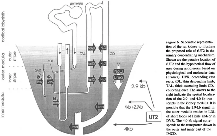 Figure 6. Schematic representa- representa-tion of the rat kidney to illustrate the proposed role of rUT2 in the urinary concentrating mechanism.