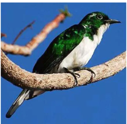 Figure 09 : Un oiseau cuckoo. 