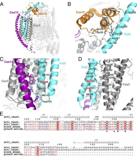 Fig. 4. Rcf2 is revealed in the Δ rox1 III 2 -IV 5B 1 SC structure. (A) Structure of CIV in the Δ rox1 III 2 -IV 5B 1 SC with Rcf2 (cyan), Cox3 (dark gray), Cox12 (orange), and Cox13 (purple) highlighted