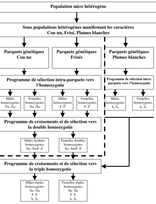 Figure 1: Diagramme général du programme de sélection pour la création de souches homozygotes résistantes à  la chaleur chez la volaille locale
