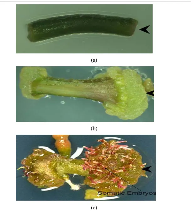 Figure 5: induction d’embryogénèse somatique chez (Solanum tuberosum L. var. Désirée) sur un milieu  contenant 5µM 2,4D