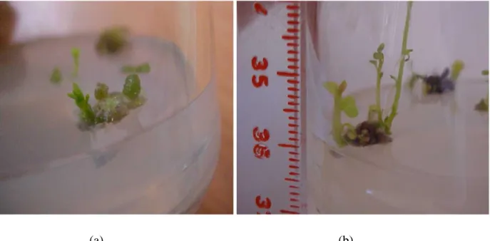 Figure 18 : développement de plantules régénérées sur cals  des tiges var. kondor (a) après une semaine; 