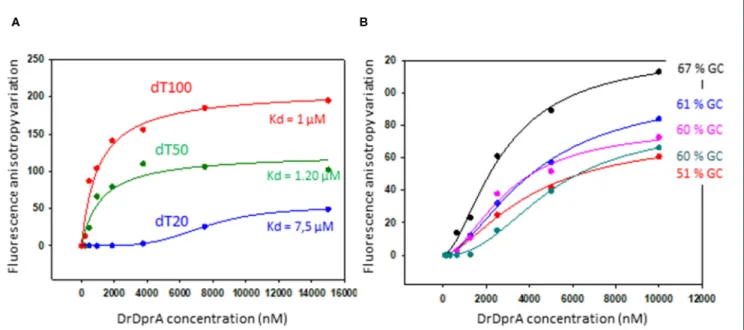 FIGURE 5 | DNA binding analysis of DprA. Equilibrium binding of DprA to fluorescein-labeled dT20, dT50, or dT100 ssDNA (A) or 35-mer oligonucleotides of various GC content percentage (B)
