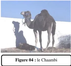 Figure 04 : le Chaambi