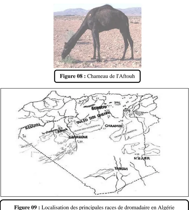 Figure 08 : Chameau de I'Aftouh