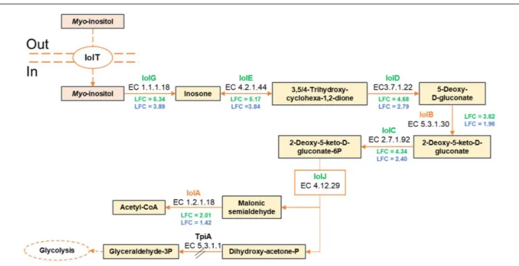 FIGURE 3 | Predicted pathway of myo-inositol catabolism by B. thermosphacta strains CD 337 and TAP 175 in meat juice