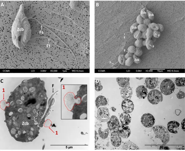 Figure 1. Micrographs of P. parasitica zoospores at unicellular stage, taken in absence of K +  (panels A  and C) and of cell aggregates, taken at t = 15 min after K +  application (panels B and D)