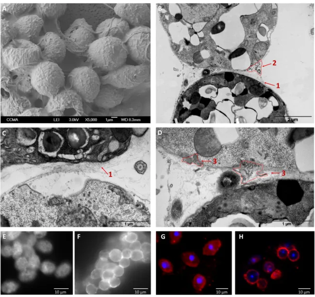 Figure 2. Ultrastructural and immunohistochemical observations of cell-to-cell contacts in K + -induced  aggregates