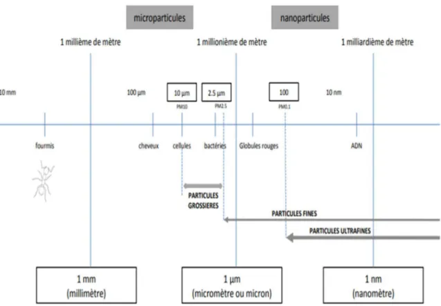 Figure I. 2 : Taille des particules (PM) 