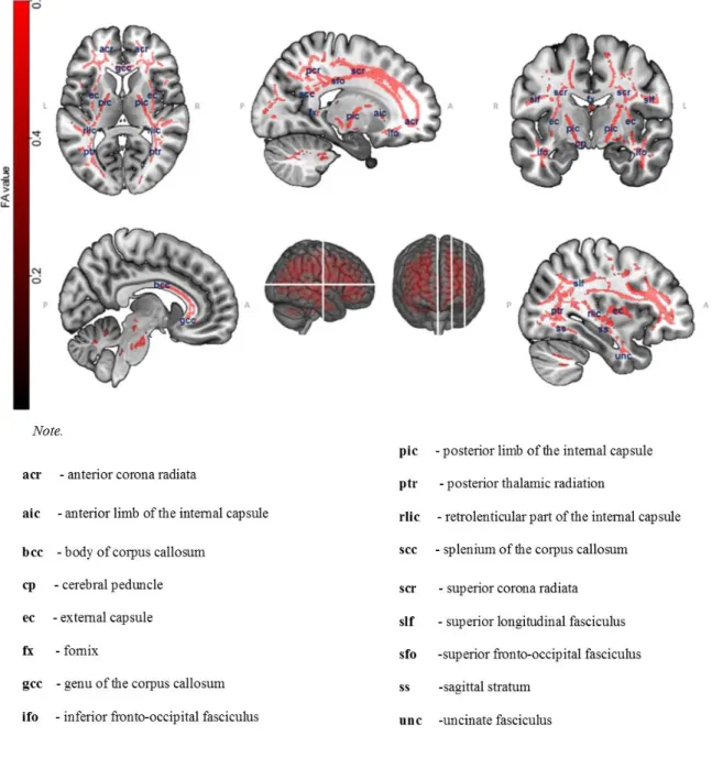 Figure 4. Voxel-wise comparisons of fractional anisotropy values between older  and young adults using nonparametric permutation tests (5000 permutations, p &lt; 0.05,  Family-Wise Error -corrected, Threshold-free Cluster Enhancement for cluster-wise  corr