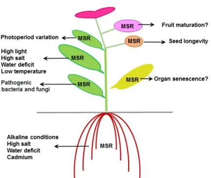 Figure 3. Physiological functions of plant MSRs. The functions of MSRs in the responses to high light, high salt, high carbonate, water deficit, low temperature, cadmium and in photoperiod adaptation was shown in Arabidopsis [50,52,76,105,107,112,113] rice