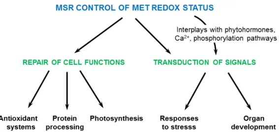 Figure 4. Presumed modes of action of plant MSRs. The proposed functions of MSRs in repair and  preservation of antioxidant, protein processing, and photosynthetic systems and in signaling  transduction pathways are based on the phenotype of plants modifie