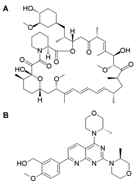 Fig. 3. Model of effectors of TOR-dependent regulation of growth and lipid homeostasis  501  in microalgae