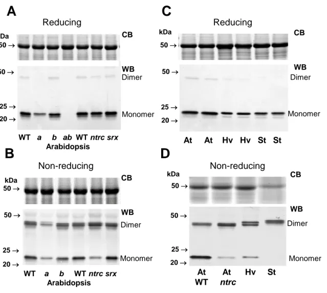 Fig. 1 kDa 50  25  20  Reducing Reducing WT   a     b   ab WT ntrc srx Arabidopsis50  A                                      C  Non-reducing Non-reducing kDa 50  25  20  50  B                                      D MonomerDimerDimer MonomerAt     A