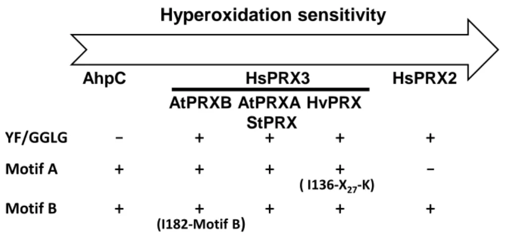 Fig. 8 Hyperoxidation sensitivity AhpC HsPRX3                  HsPRX2 AtPRXB AtPRXA HvPRX StPRX YF/GGLG - +      +      +        + Motif A +       +      +      +         -( I136-X 27 -K) Motif B  +       +      +      +        + (I182-Motif B )     
