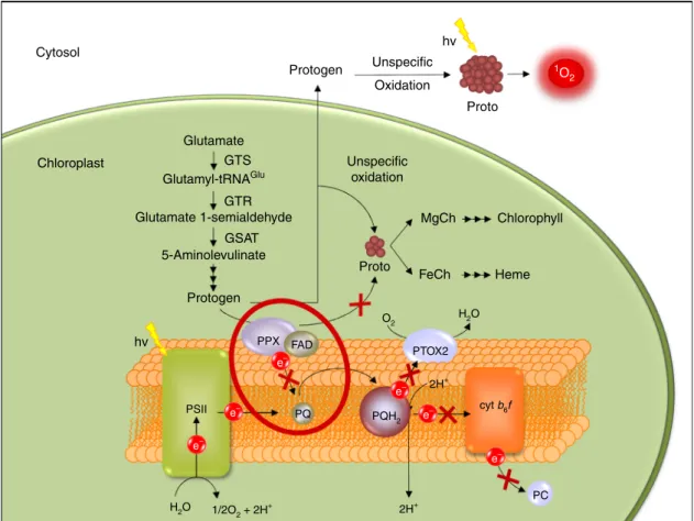 Fig. 4 Schematic representation of a proposed model of the TBS pathway interaction with PET