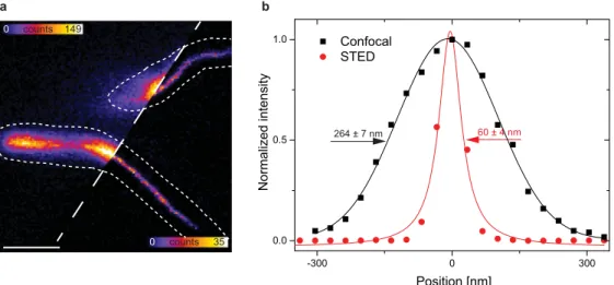 Figure 2.  In vivo STED analysis in MSR-1 cells with TagRFP657-MamK. (a) Confocal and STED fluorescence  image of MamK-TagRFP657 filaments in living MSR-1 along with an intensity line profile is plotted (dashed  line) (b)