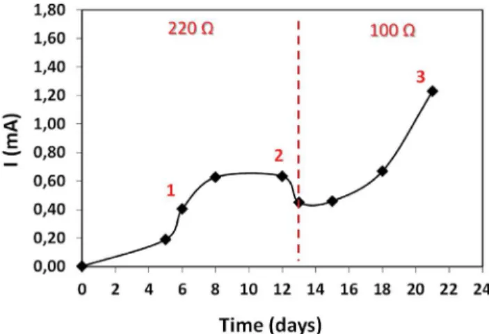 Fig. 2 e Evolution of the current supplied by a single medium MFC implemented in marine sediments