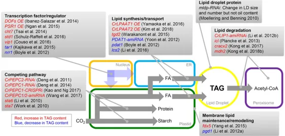 Figure 1. The main approaches of genetic engineering of Chlamydomonas for altered oil content