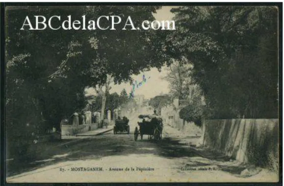 Figure 19 : Avenue de la Pépinière, entourée des deux côtés d‟arbres fruitiers  et de plantations