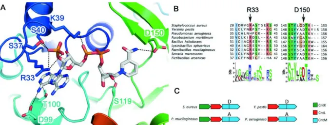 Figure  2: CntM structure, sequence conservation around NADPH and operon diversity highlight  490 