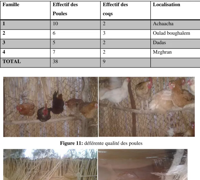 Tableau 02 : Effectif des animaux et zone d’échantillonnage 