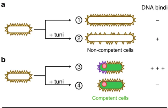 Fig. 5 Model for binding of exogenous DNA at the surface of B. subtilis cells.