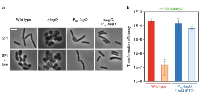 Fig. 2 Tunicamycin targets TagO to inhibit genetic transformation. a The P hs -tagO construct complements the morphological defects associated to either tagO deletion or addition of tunicamycin