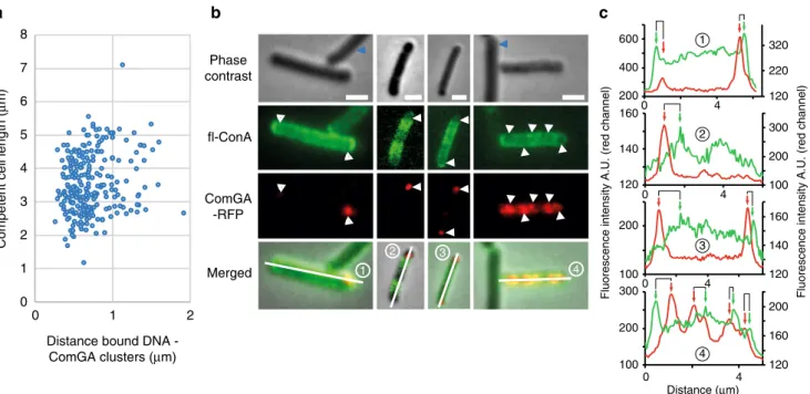 Fig. 4 WTAs distribution at the surface of competent cells. Strains NC58 (amyE::P comGA -comGA-gfp) and NC118 (thrC::P comGA -comGA-mrfpruby) were used to compare the distribution of ComGA and DNA binding (a) and of ComGA and WTAs (b and c), respectively, 