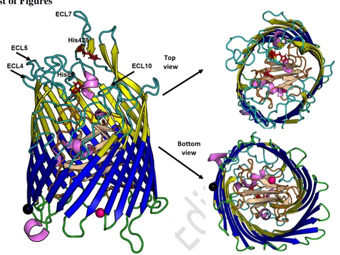 Figure 1: Representative views of the complete structure of ShuA from Shigella dysenteriae (PDB entry: 