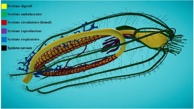 Figure 17 : Anatomie interne d’une holothurie. 