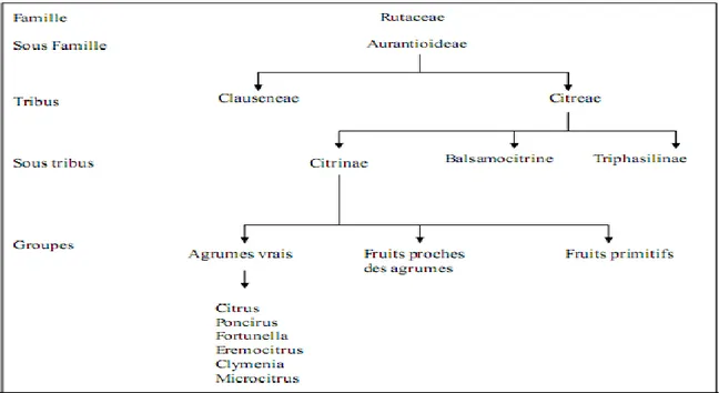 Figure 11. Répartition en cascade des genres appartenant à la famille des Rutaceae (Swingle,  1967).