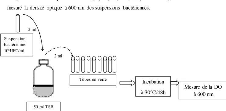 Figure  18. Evaluation  de la cinétique  de croissance  des isolats  bactériens  de B