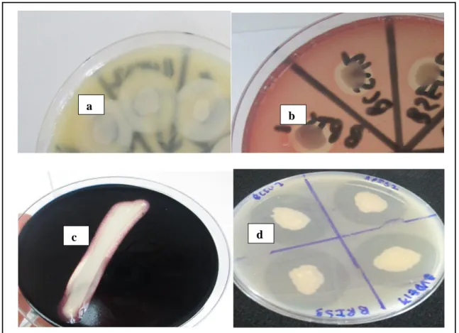 Figure 25. Recherche des enzymes complémentaires  