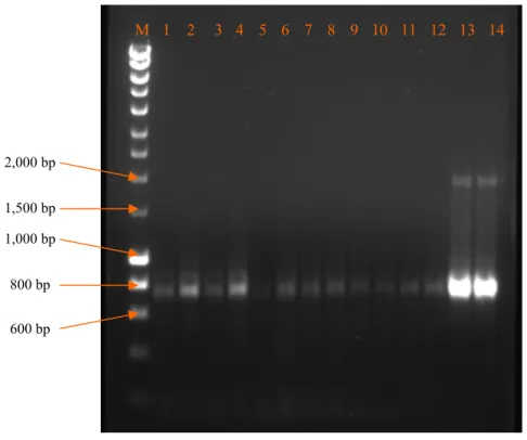 Fig. 2    RAPD patterns of wild V. volvacea strains (1-14). 