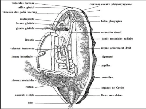 Figure 03 : Anatomie interne d’une holothurie du genre Holothuria. Modifiée d’après  (Conand, 1989)