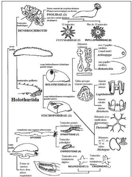Figure 04 : Classification des holothuries (Preston, 1993) 