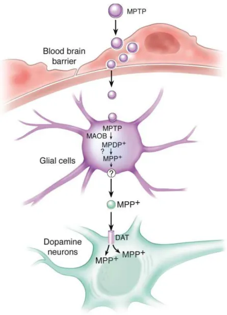 Figure  5:  Schematic  Representation  of  MPTP  Metabolism.  After  systemic  administration,  MPTP  crosses the blood-brain barrier