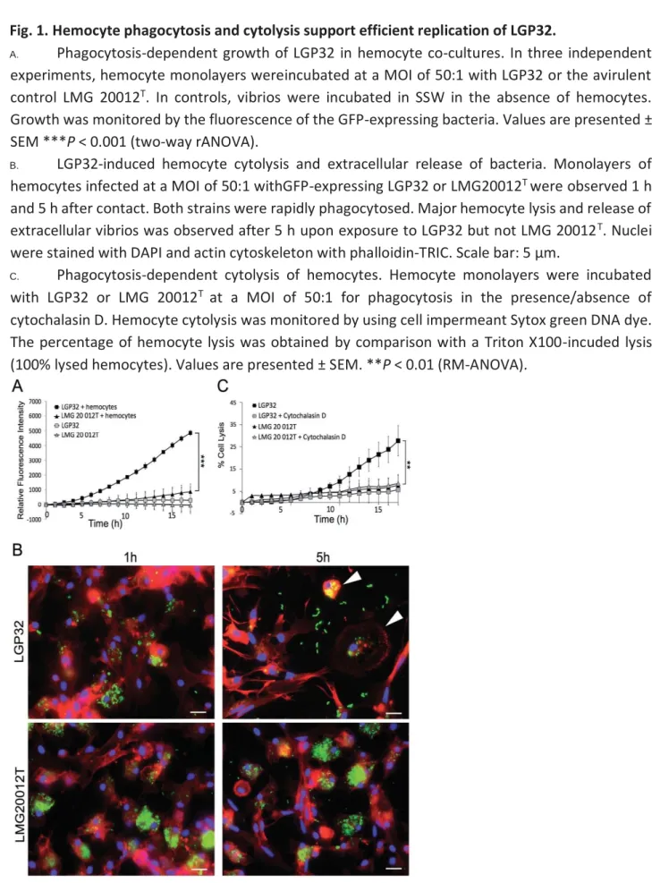 Fig. 1. Hemocyte phagocytosis and cytolysis support efficient replication of LGP32. 