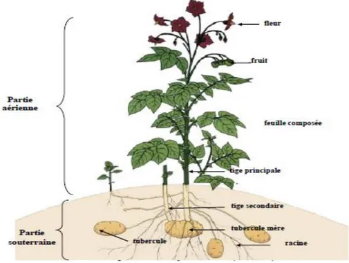 Fig. 03 Plant de pomme de terre FAO 2015 