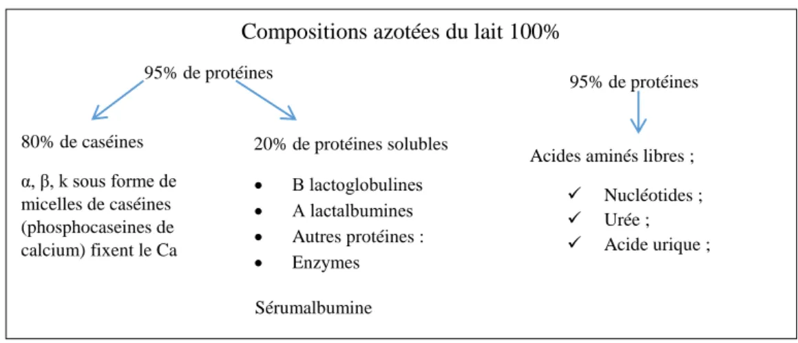 Figure 02 : Répartition des fractions azotées du lait (Cheftel et al.,  1992 ; Mehnoune et  al.,2015)