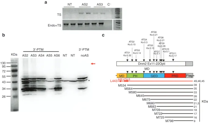 Figure 2  Expression of the 3′-PTM in vitro. (a) RT-PCR detection of trans-spliced Dnm2 transcripts in 3T3 transfected cells