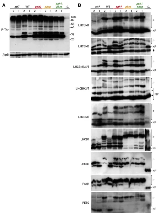 Figure 6. Analysis of CrPPH1 and CrPBCP targets. A, Phospho-immunoblot analysis. Total protein extracts of stt7, wild type (WT), pph1, pbcp, and pph1;pbcp (10 mg) in conditions  fa-voring St 2 and then St 1 were subjected to SDS-PAGE and immunoblotting wit