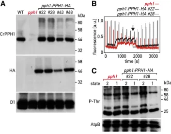 Figure 2. Complementation of the pph1 mutant. A, Immunoblot anal- anal-ysis. Total protein extracts (50 mg) of the wild type (WT), the pph1 mutant, and four complemented lines ( pph1 : PPH1 - HA ) were subjected to SDS-PAGE and immunoblotting with antisera